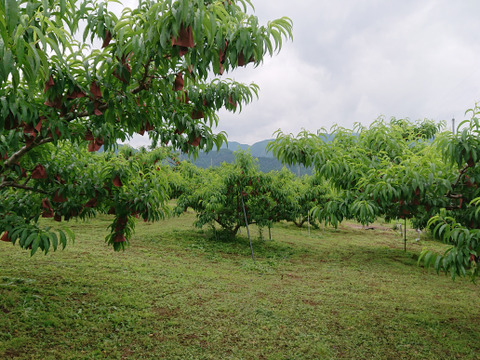 【特秀品】【朝どれ】2025年先行受付　硬くて甘い山梨の桃　おさだ農園のおすすめ2㎏（5～6玉）　喜びをつなぐ『縁』　7月上旬より順次発送