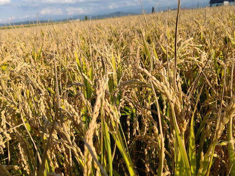 令和６年産ななつぼしのご紹介です。
決してゆめぴりかと比べないでくださいね💦
決して😄
【精米　25kg】