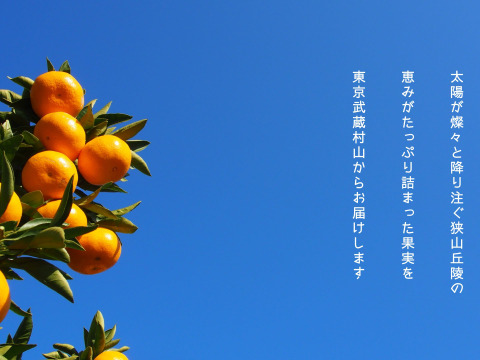 【大粒！】幻の東京狭山みかん・2Lサイズ5kg【溢れる果汁】