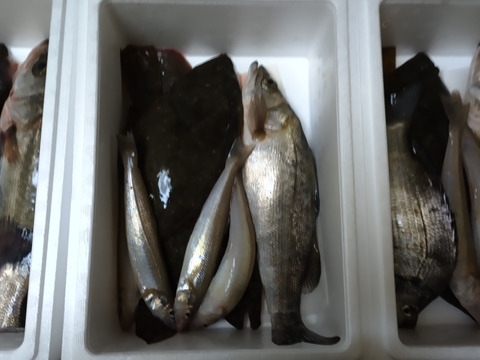鏡の漁師の魚達！お楽しみ鮮魚BOX！【1日3セット限定】