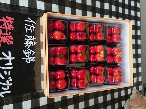 まるせい果樹園のさくらんぼ　『佐藤錦』　特撰　500ｇ　ご贈答用  ss4