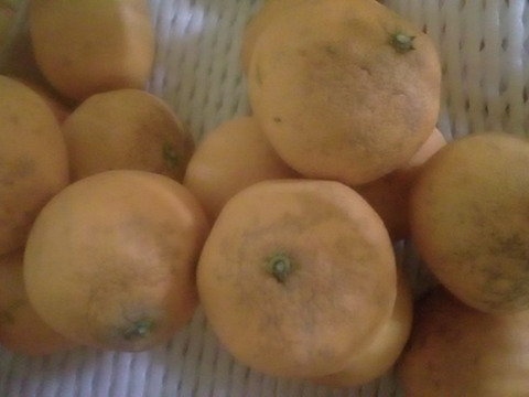 2級品　清見オレンジ　９ｋｇ