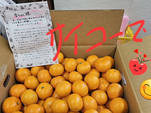 三ヶ日みかん早生「こつぶちゃんたち」5kg