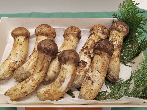 【秋の味覚の王様】松茸/マツタケ/まつたけ/純国産/226g【特上】【最短当日発送】