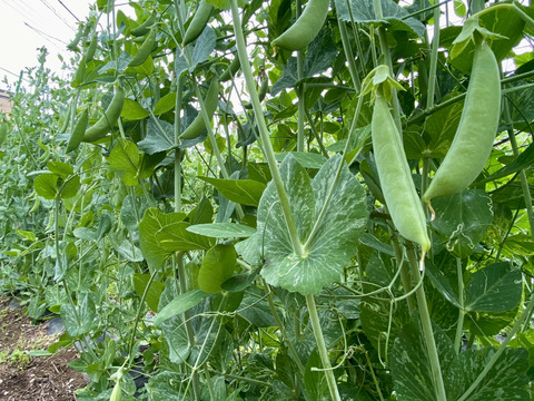 【自然栽培🍀朝採りスナップエンドウ500g】自家採種10年以上・脇役じゃ勿体無い！メインディッシュで召し上がれ🎶