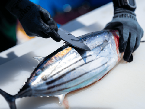 【初鰹】静岡県遠州灘産　カツオ極藁燻し２節【外は燻製、中はレア】