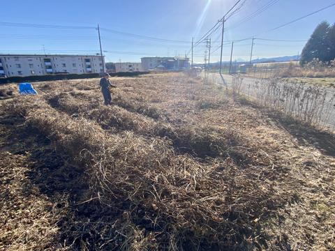 【自然栽培🍀ムクナ豆100g】＊レシピ付き＊自家採種4年・健康な体づくりに