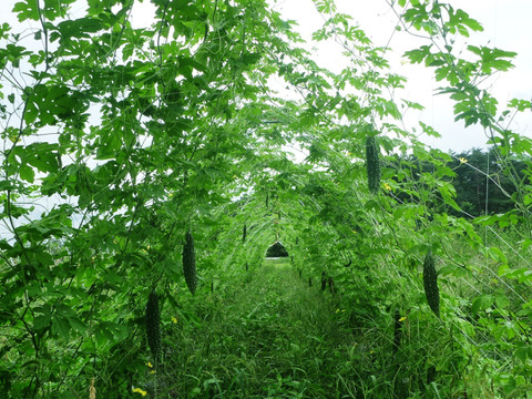 ゴーヤパワーで*夏バテよ　さらば！＝ゴーヤ10本～農薬/化学肥料・不使用