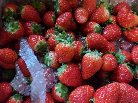 【加工用いちご】3拍子揃った美味しさ❝よつぼし❞（約1.6kg）