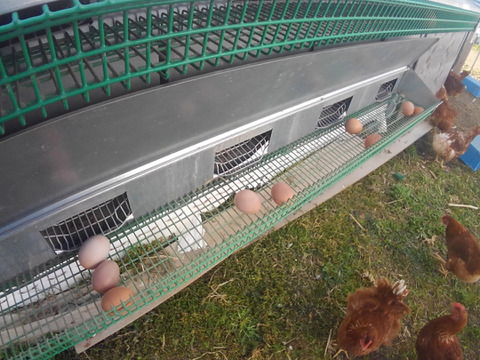 【採卵翌日発送】宮城のお米と大豆で育てた　ごとうもみじのたまご　陸と海の恵みを濃縮　　6個入り×4P