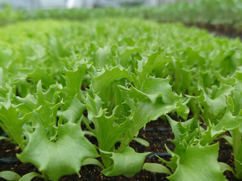 朝採りパリパリ食感！ハンサムグリーンレタス（大玉4玉）[化学農薬・化学肥料不使用]