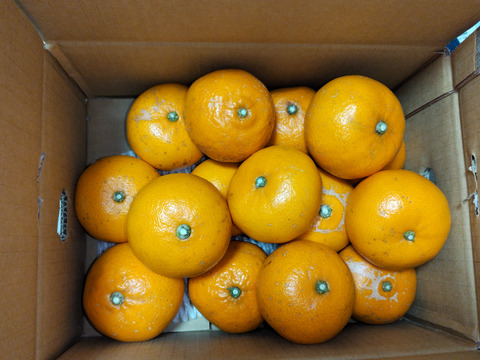 【訳あり】そらせとか 天空のせとか 愛媛産みかん 3kg