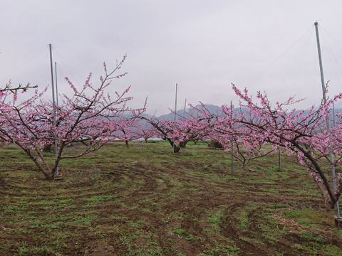 【特秀品】【朝どれ】おさだ農園の桃　山梨奨励品種　『なつっこ』　2㎏（6玉）