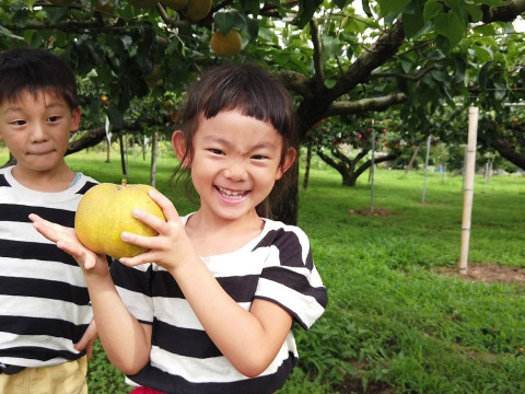 「豊水梨」６～７玉【口の中に果汁がジュワ～♪】　ご家族も笑顔がいっぱい♪　8月中旬頃～発送開始。