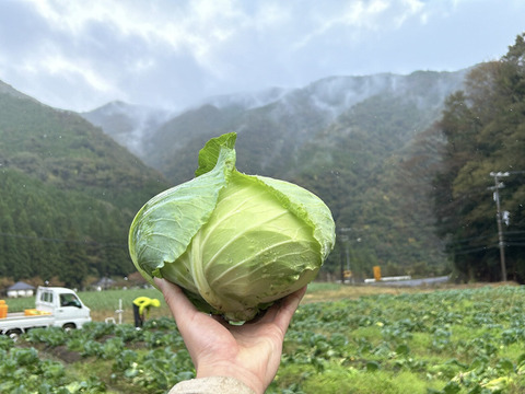 【雪どけの雫が育てた、春の季節野菜】春キャベツ５玉　兵庫県香美町産