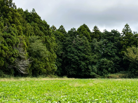【千葉県産】熟成べにはるか　しっとり甘い！冬の寒い時期は蜜入りになることも！おせち料理、焼き芋、スイートポテトにも。