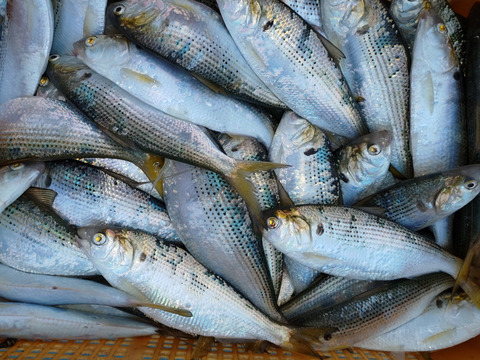 刺身最高 鮮魚 コノシロ 熊本県産の魚介類 食べチョク 産地直送 産直 お取り寄せ通販 農家 漁師から旬の食材を直送