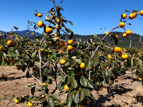 幻の柿「陽豊」（秀品6.5kg）