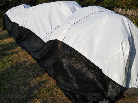 家庭用ＡこぶりМサイズ　樹上完熟まどんな【愛媛果試第28号】　３キロ