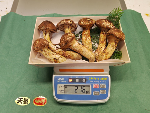【秋の味覚の王様】松茸/マツタケ/まつたけ/純国産/216g【特上】【最短当日発送】