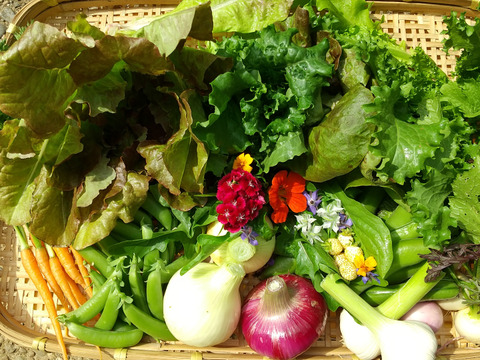 初夏の陣‼️
農薬・化学肥料不使用の旬の野菜の詰め合わせ5~７品