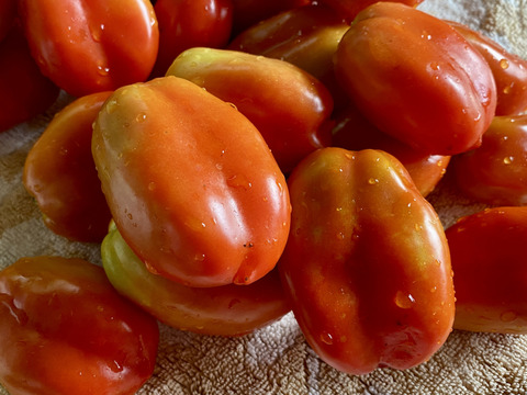 【自然栽培・自家採種】加熱用トマト・サンマルツァーノ（５００g）
