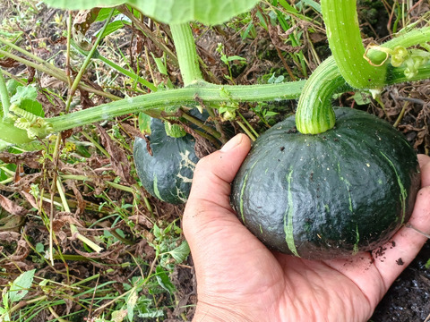 北海道から、生でも甘く食べられる白いトウモロコシ２ｋｇと、ホクホクミニカボチャ２ｋｇのセット