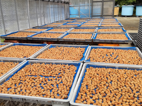 梅農家が作った昔ながらの梅干し　紀州南高梅　400ｇｘ2（800ｇ）　２Ｌ　梅と塩のみの白干し梅　無添加