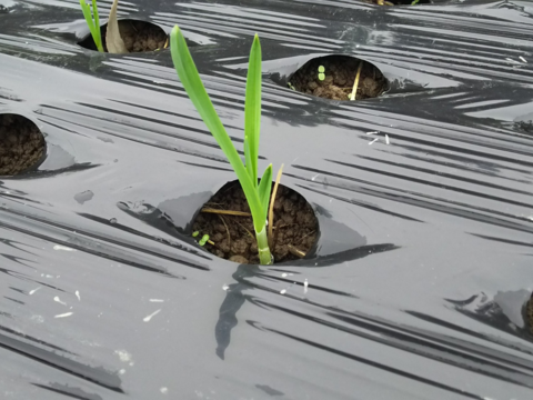 埼玉育ち！みんなのニンニク（嘉定種）500g