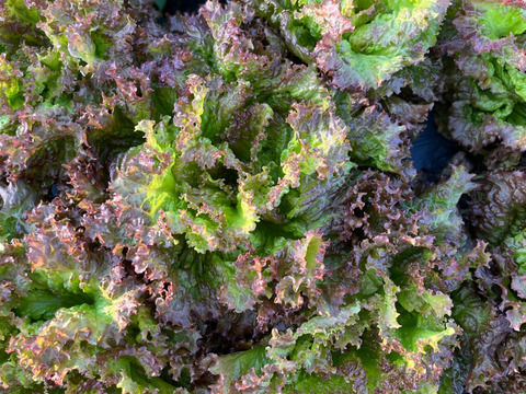 那須高原のレタスもりもり８種類入り