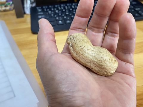 【自然栽培🍀落花生おおまさり(生)1Kg】採りたてをお届け！