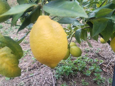 防腐剤、ワックス不使用　皮ごと使用  広島県産レモン良品　5ｋｇ