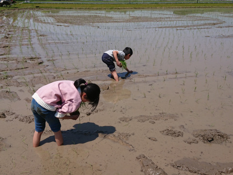 新米 コシヒカリ 玄米 真空パック５ｋｇ