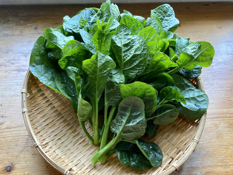 【自然栽培🍀夏の葉物2種・食べくらべセット】空芯菜500g・ツルムラサキ600g