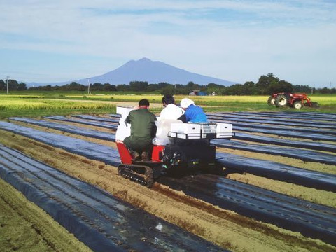 青森県平川市産にんにく500g