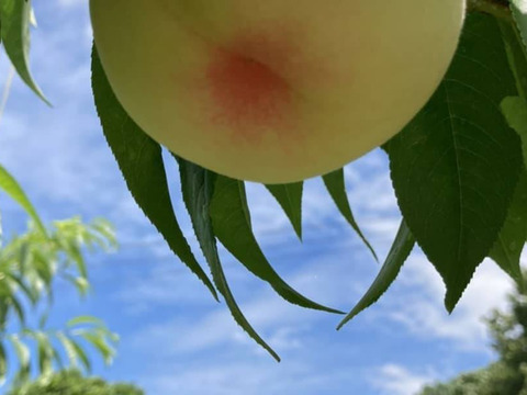 【ゴールデンピーチ】【数量限定】【農園直送】家庭用4玉～６玉