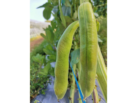 島育ちの元気なそら豆! さや付２kg