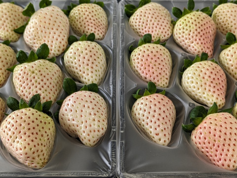 ほんのりピンクの白いちご「ゆきざくら」　８～１１玉入り約２７０g×２パック　【化粧箱でお届けします】