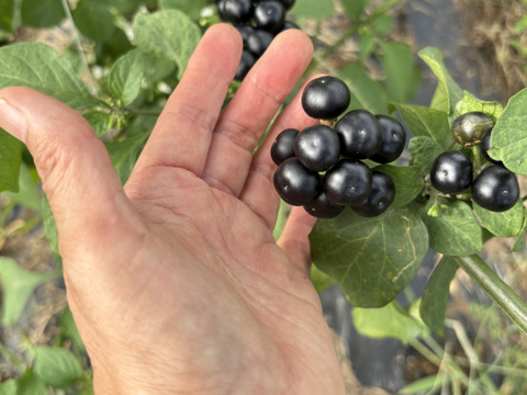 今期最終【自然栽培🍀ガーデンハックルベリー1.5kg】ジャムに（レシピ付き・必ず加熱調理してください）