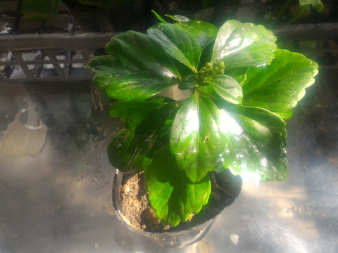 観賞用 花 植物 富貴草 フッキソウ ３号 ９cm ポット 内容量３ヶ グランドカバーに 抜き苗 岐阜県産 食べチョク 農家 漁師の産直ネット通販 旬の食材を生産者直送