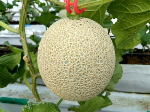 【夏ギフト】高級メロン 千葉県富津市産アールスメロン 1.2～1.5kg/個 ×3個入り