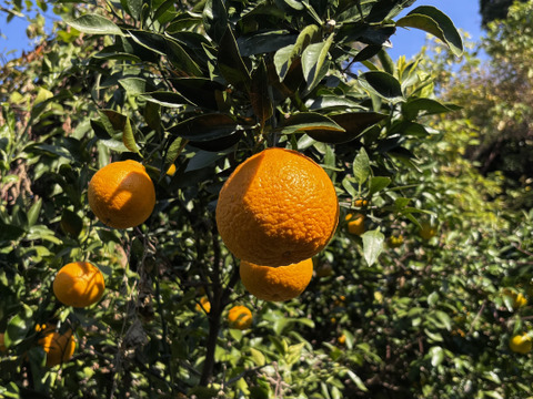 🍊手でむけて食味も◎不知火小玉サイズ！ご家庭用しらぬい4.5kg