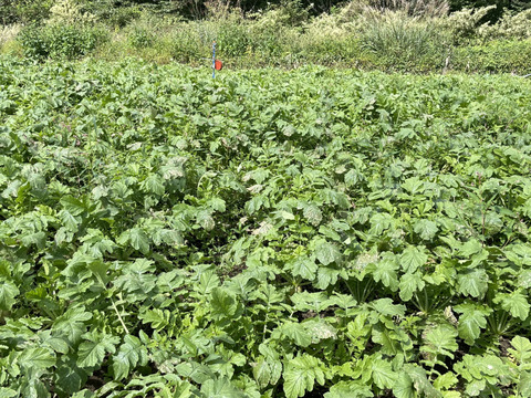 超人気！！葉っぱ付き大野ヶ原大根規格外4本