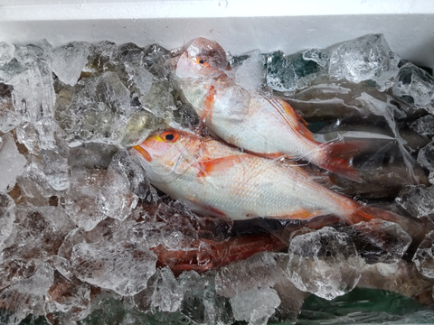 ９月スタート！【最大１ヶ月待ちになります🙇】🐟未利用魚🐟️訳ありを安くお得に！漁師の分け前セット３㎏程度