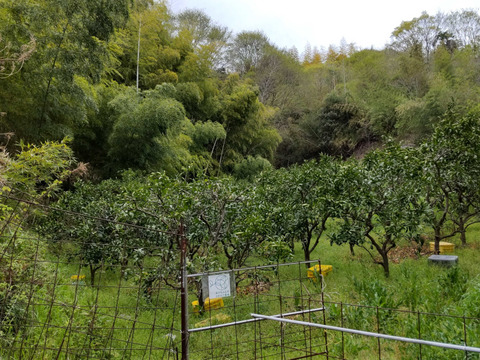 タケノコ水煮(２㎏前後)【あく抜きの米糠・唐辛子も農薬・化学肥料不使用】【大釜で茹でて作りました】【熨斗(のし)対応可】