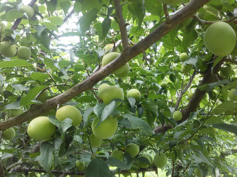 【限定品】めずらしい梅　橙高梅　１０ｋｇ