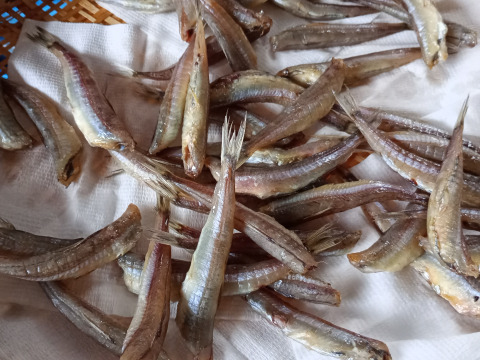 脂たっぷり！真空冷凍ニギス干物400g×2パック（計800g） 頭＆内臓除去済