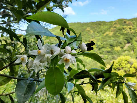 癒しの香り♪約2ｋｇ、本柚子（ゆず）、少し傷あり、サイズ混合
