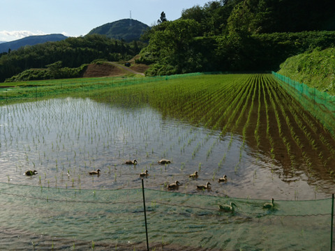 令和6年産】《棚田米》 土遊野の有機米イセヒカリ10kg「棚田