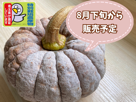 今期最終【自然栽培🍀在来種🎃秋田早生菊かぼちゃ１個・約1Kg】ほっくり甘うま！使い切りサイズ